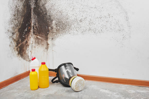 Best Mold Removal Company Near Me  in Lake Kerr, FL