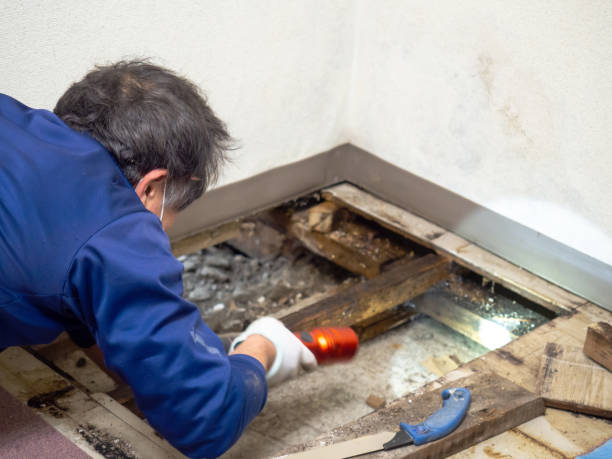 Best Best Mold Removal Companies  in Lake Kerr, FL