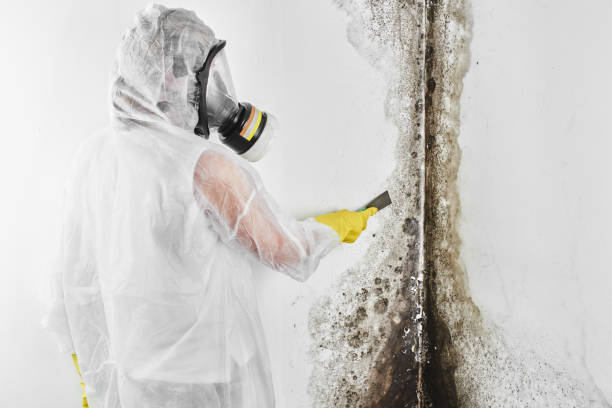 Best Toxic Mold Removal  in Lake Kerr, FL