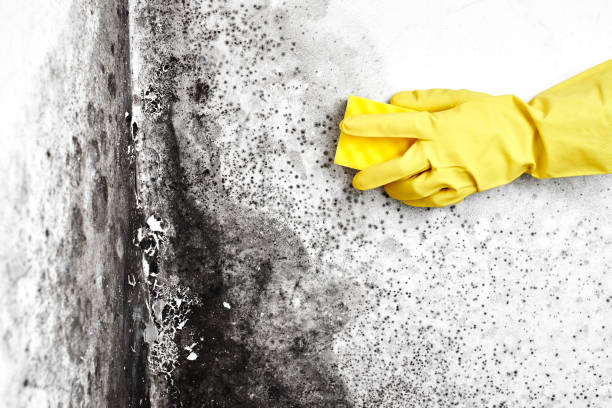 Best Mold Remediation  in Lake Kerr, FL