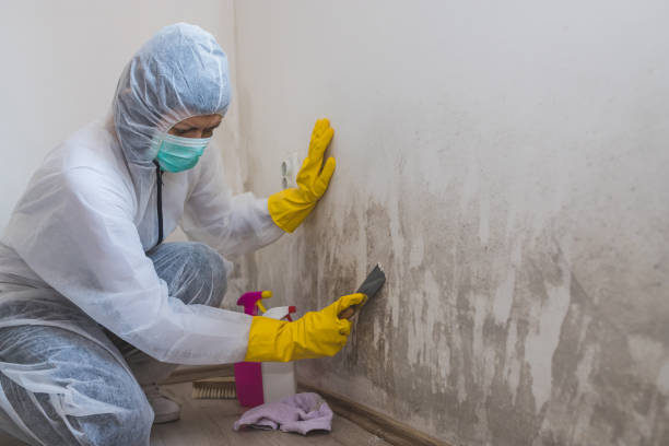 Best Certified Mold Removal  in Lake Kerr, FL