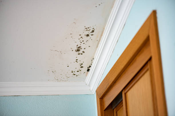 Best Residential Mold Removal  in Lake Kerr, FL