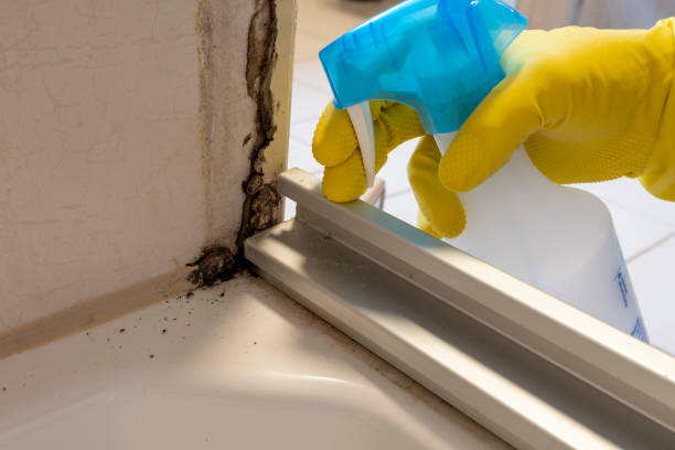 Best Same-Day Mold Removal  in Lake Kerr, FL