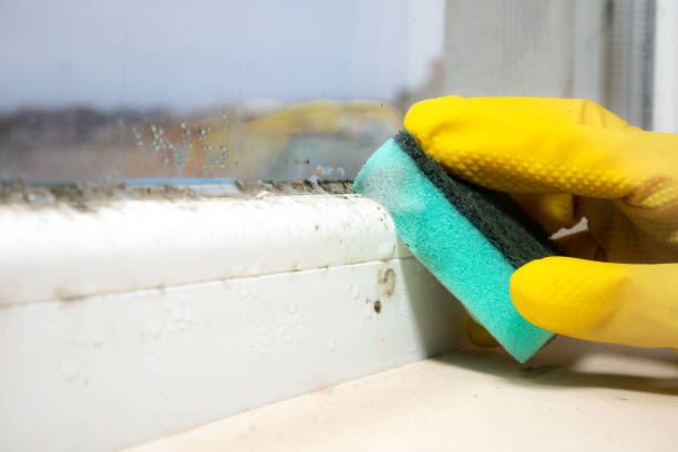 Best Mold Remediation  in Lake Kerr, FL