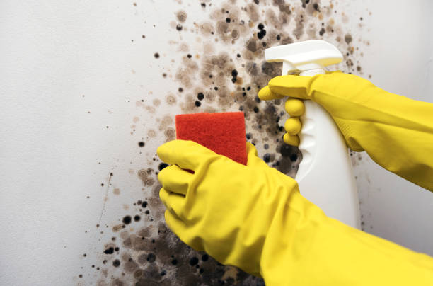 Office Mold Removal Services in Lake Kerr, FL