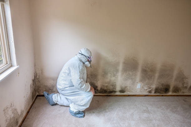 Best Same-Day Mold Removal  in Lake Kerr, FL