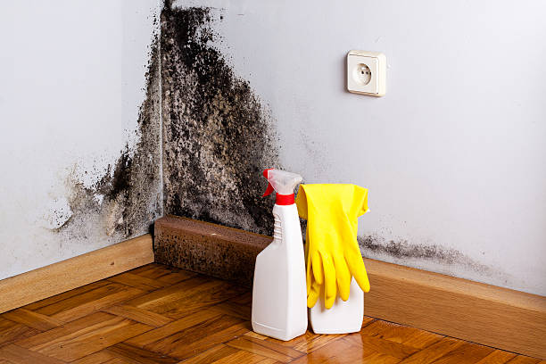 Best Commercial Mold Removal  in Lake Kerr, FL