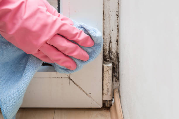 Best Home Mold Removal  in Lake Kerr, FL